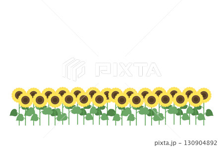 シンプルなひまわり畑 130904892