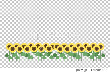 Simple sunflower field 130904892