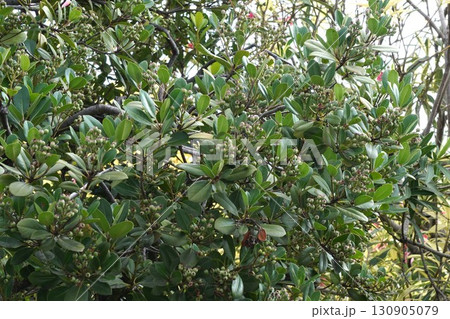 シャリンバイの若い実・2025㋇ シャリンバイの若い実・2025㋇ 130905079