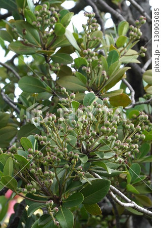 シャリンバイの若い実・2025㋇ シャリンバイの若い実・2025㋇ 130905085