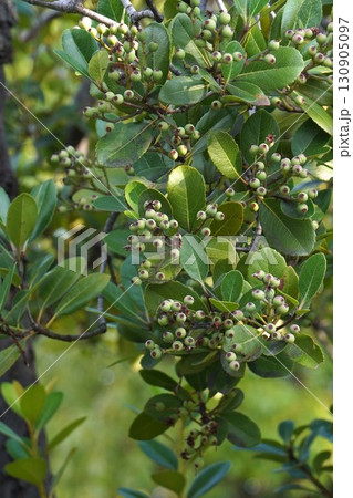 シャリンバイの若い実・2025㋇ シャリンバイの若い実・2025㋇ 130905097