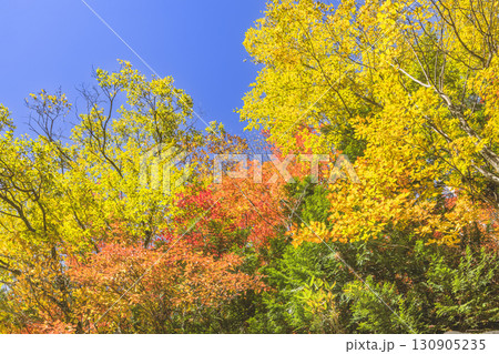 錦秋に彩られる照葉峡 錦秋に彩られる照葉峡 130905235