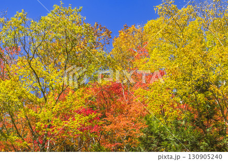 錦秋に彩られる照葉峡 130905240