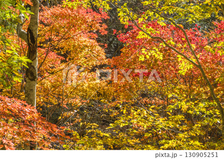錦秋に彩られる照葉峡 錦秋に彩られる照葉峡 130905251