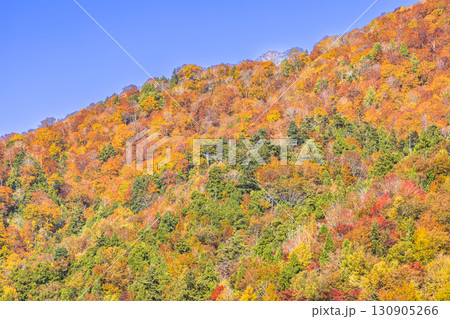 錦秋に彩られる照葉峡 錦秋に彩られる照葉峡 130905266