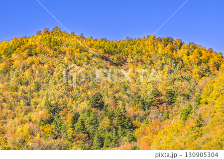 錦秋に彩られる照葉峡 錦秋に彩られる照葉峡 130905304