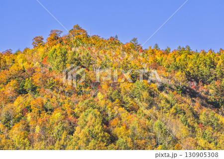 錦秋に彩られる照葉峡 錦秋に彩られる照葉峡 130905308