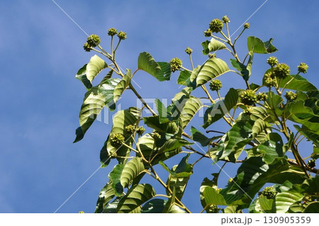 カンレンボクの若い実・2025年㋇ 130905359