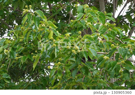 カンレンボクの若い実・2025年㋇ 130905360