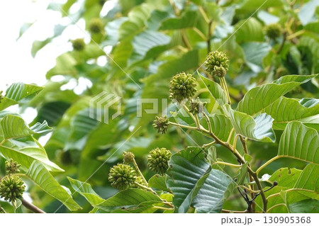 カンレンボクの若い実・2025年㋇ 130905368