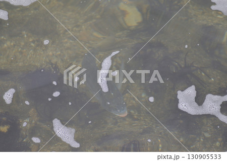 海中を泳ぐ魚 130905533