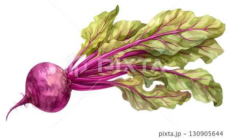 透明背景（png）にビーツ（野菜）の水彩イラスト 130905644