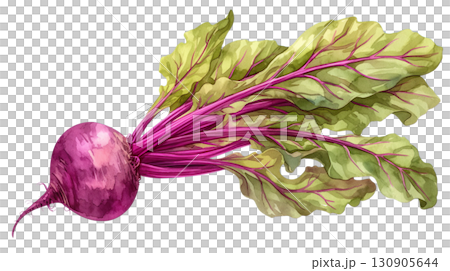 透明背景（png）にビーツ（野菜）の水彩イラスト 130905644
