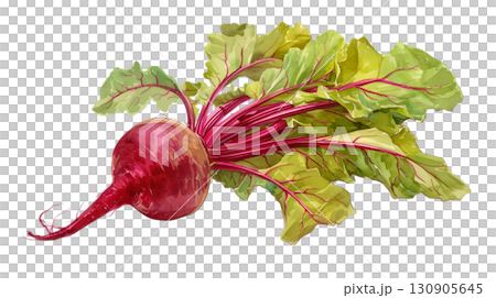 透明背景（png）にビーツ（野菜）の水彩イラスト 130905645