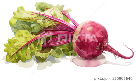 透明背景（png）にビーツ（野菜）の水彩イラスト 130905646