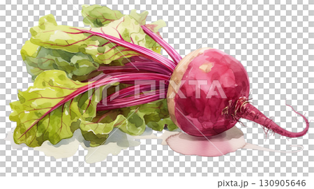 透明背景（png）にビーツ（野菜）の水彩イラスト 130905646