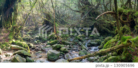 木漏れ日　屋久島国立公園白谷雲水峡(冬 130905696