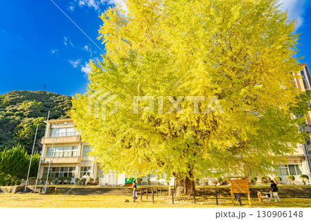 三重県南伊勢町　黄金色に輝く旧穂原小学校の大銀杏 130906148