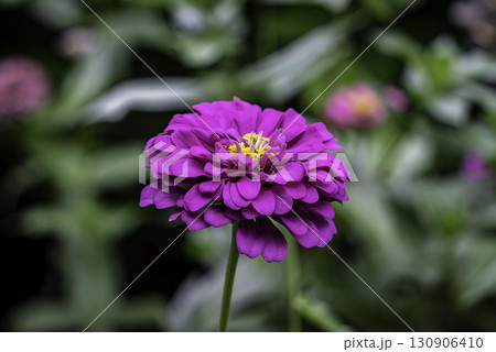 ジニア(百日草) ジニア(百日草) 130906410