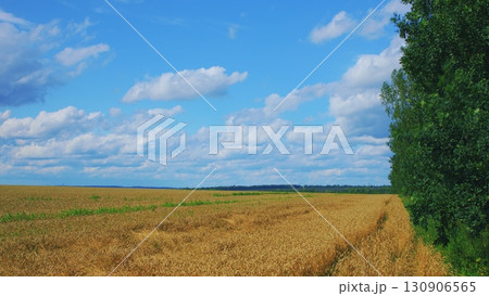 A Beautiful Landscape Featuring a Lush Wheat Field Under a Clear, Bright Blue Sky A Beautiful Landscape Featuring a Lush Wheat Field Under a Clear, Bright Blue Sky 130906565