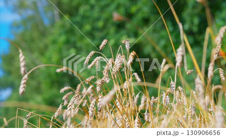 A beautiful sunny meadow featuring golden grass with a vibrant green background scenery 130906656