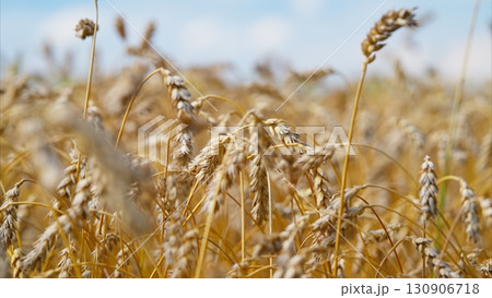 A Beautiful Golden Wheat Field Extending Under a Bright, Clear Sky During Summer Days 130906718
