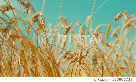 A Beautiful Golden Wheat Field Stretching Under a Vast Blue Sky Filled with Sunlight 130906732