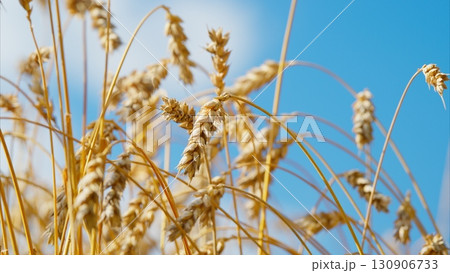 A golden wheat field stretches under a blue sky, inviting peace and showcasing agricultures beauty 130906733