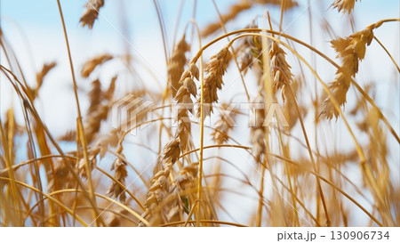 Golden Wheat Fields Stretching Under a Bright Blue Sky Filled with Sunshine and Serenity 130906734
