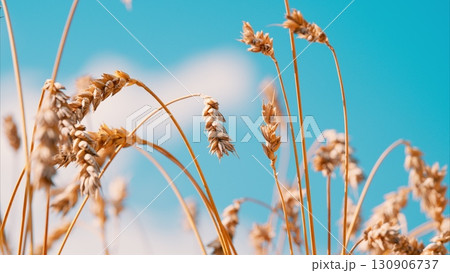 Golden Wheat Stretching Majestically Against a Bright Blue Sky, Evoking Pure Joy and Peacefulness 130906737