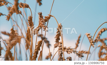 A Beautiful Golden Wheat Field Set Against a Clear and Deep Blue Sky Above Us Today A Beautiful Golden Wheat Field Set Against a Clear and Deep Blue Sky Above Us Today 130906750