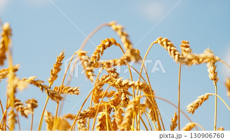 A beautiful golden wheat field spread out under the bright blue sky on a sunny day A beautiful golden wheat field spread out under the bright blue sky on a sunny day 130906760