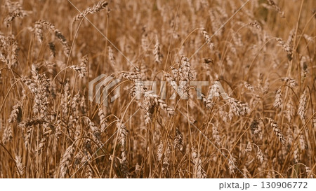 A Golden Grain Field Is Elegantly Bathed in Beautiful Natural Light During the Autumn Season A Golden Grain Field Is Elegantly Bathed in Beautiful Natural Light During the Autumn Season 130906772