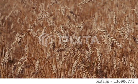 A Beautiful Golden Grass Field in Various Warm Tones Residing in Natures Embrace A Beautiful Golden Grass Field in Various Warm Tones Residing in Natures Embrace 130906773