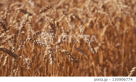 A Stunning Golden Wheat Field Bathed in the Glorious Late Summer Light of the Day 130906774