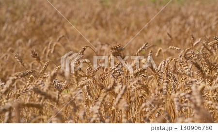 A Beautiful Golden Wheat Field Under the Bright Sunlight, Embracing Natures Wonder 130906780