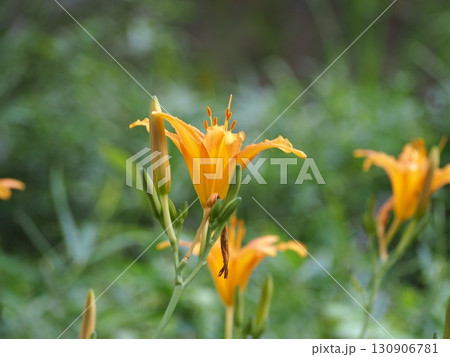 ノカンゾウ ノカンゾウ 130906781