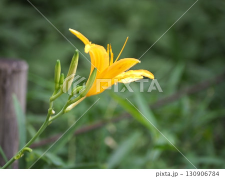 ノカンゾウ 130906784