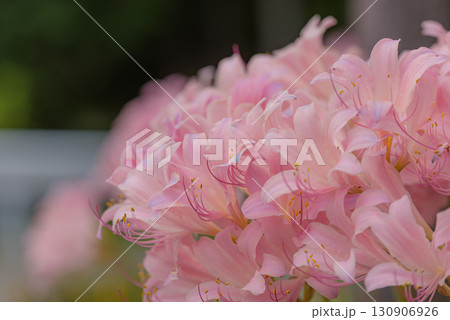 ムラサキキツネノカミソリ 130906926