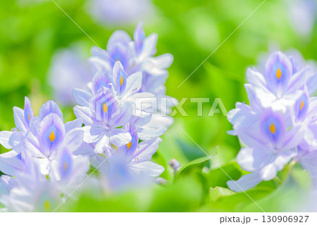 ホテイアオイ ホテイアオイ 130906927