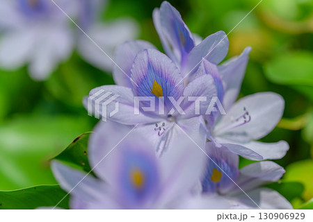 ホテイアオイ 130906929