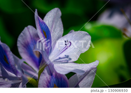 ホテイアオイ 130906930