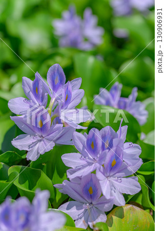 ホテイアオイ ホテイアオイ 130906931