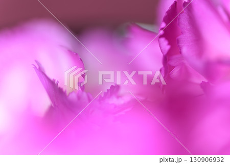 ナデシコの花びらマクロ 130906932