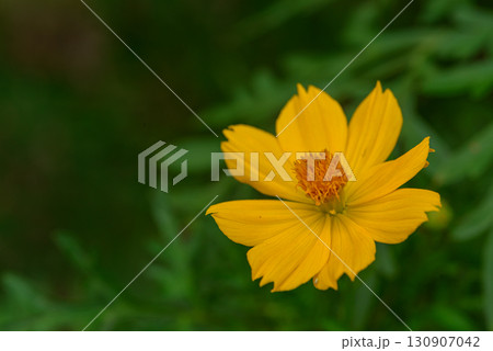 キバナコスモス キバナコスモス 130907042