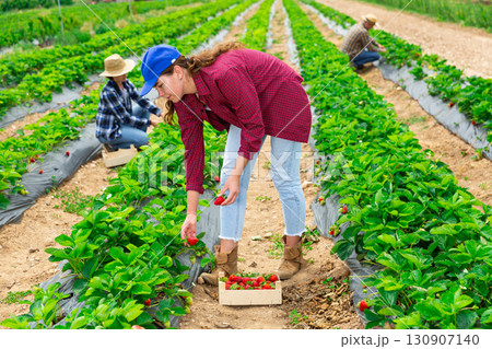 Woman farmer gardening on plantation, harvesting strawberry Woman farmer gardening on plantation, harvesting strawberry 130907140