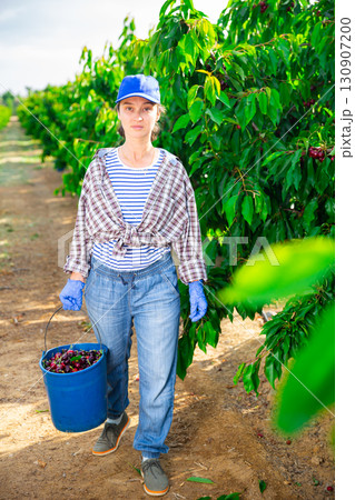 Middle aged woman picking cherries in fruit garden Middle aged woman picking cherries in fruit garden 130907200