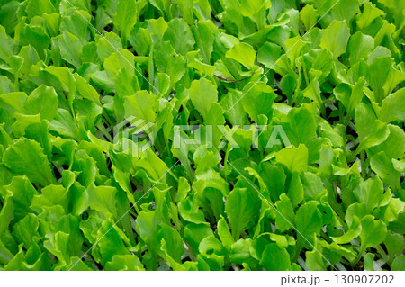 Seedlings of green lettuce growing in greenhouse 130907202