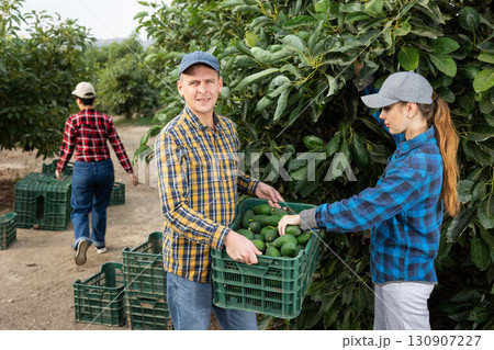 Positive man and woman harvesting avocados together in an orchard 130907227