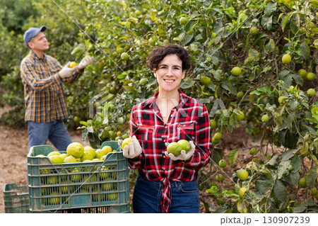 Glad successful Latin female harvesting lemons during work on farm 130907239